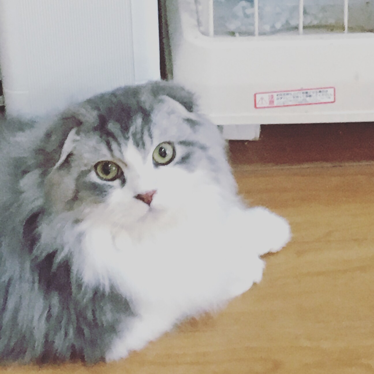 垂れ 耳 猫 垂れ耳の猫が消える日 耳折れ猫スコティッシュの悲しい真実 Stg Origin Aegpresents Com