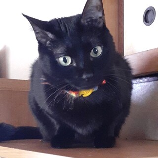 ニコちゃん…トライアルが決まりました