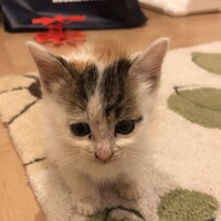 まだ決まってません