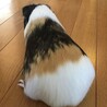 モルモットのモルチー ２才のメス サムネイル2