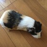モルモットのモルチー ２才のメス サムネイル4