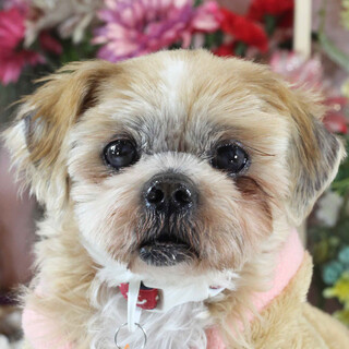 仮名：オパール