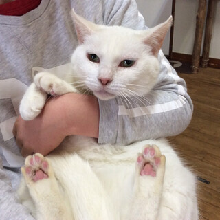 人慣れしていておとなしい白猫さん