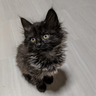 里親さま決定　ありがとうございました