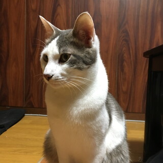 楽しい猫、アンちゃん