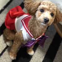 はるか