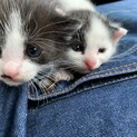 子猫里親募集