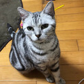 美人なアメショ