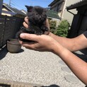 保護子猫　1匹の里親募集です。