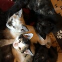 子猫★里親募集中！家族になろうよ！