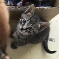 ハンサムなキジトラ？サバトラ？子猫さん
