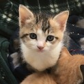 【停止中】美人な三毛猫の子猫さん