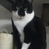 ブローディア