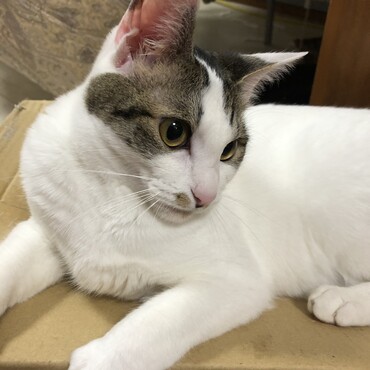 ダンボール大好き
