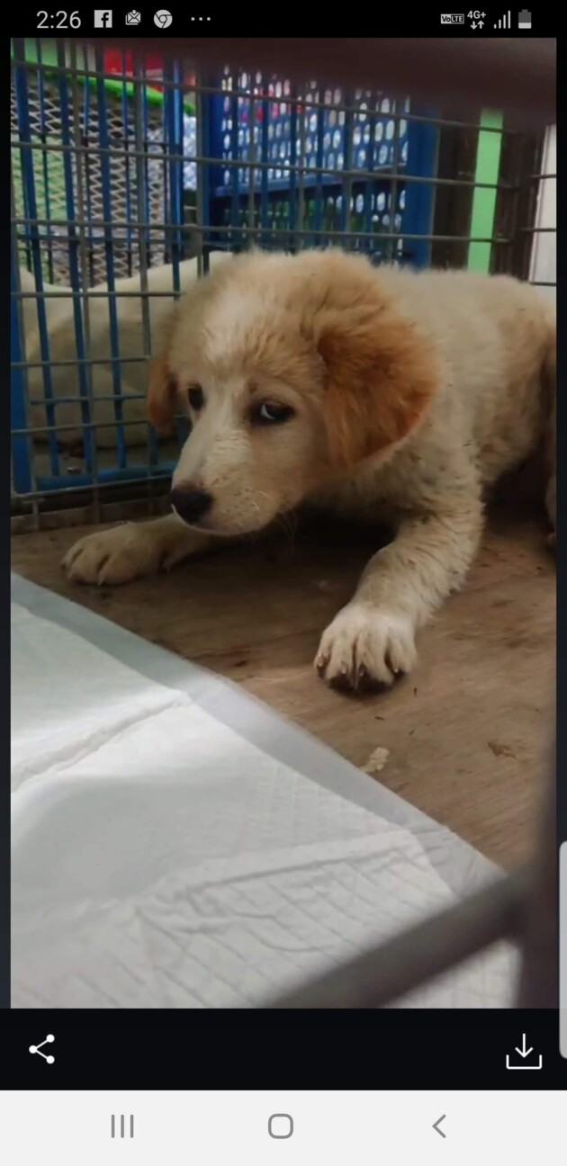 中 大型犬仔犬 ふわふわ 東京都 犬の里親募集 ペットのおうち 月間利用者150万人
