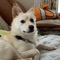 初めての家族が出来ました。