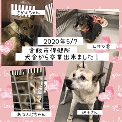 「GW明けの倉敷市保健所→全頭卒業！」サムネイル1