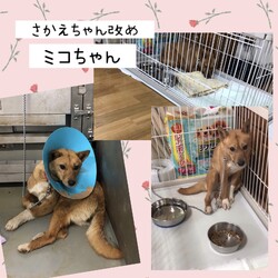 「GW明けの倉敷市保健所→全頭卒業！」サムネイル2