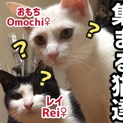 インカメラに集まる猫達