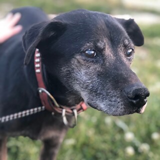 ゆったりマイペースな　カプ♂MIX