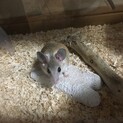 カイロトゲマウスのベビー