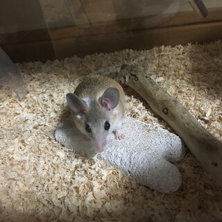 カイロトゲマウスのベビー