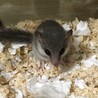 かーむら さん