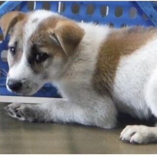 里親様に迎えられました。幼犬♂013
