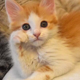 ふわふわ貴公子　福丸君