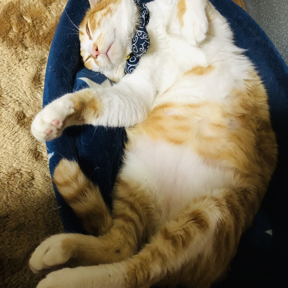 こてつのカバー写真