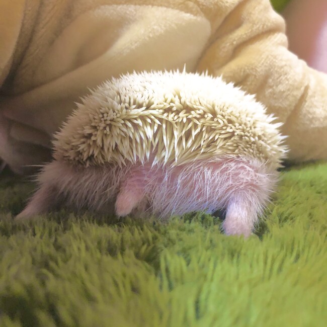 はりものカバー写真