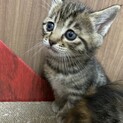 可愛いキジトラちゃん