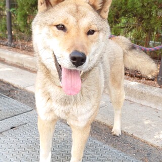 【助けてください】綺麗な四国犬ミックス風の女の子