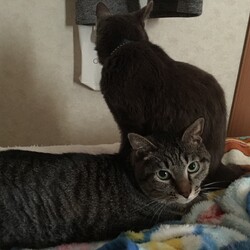 この役立たずどもガァー！