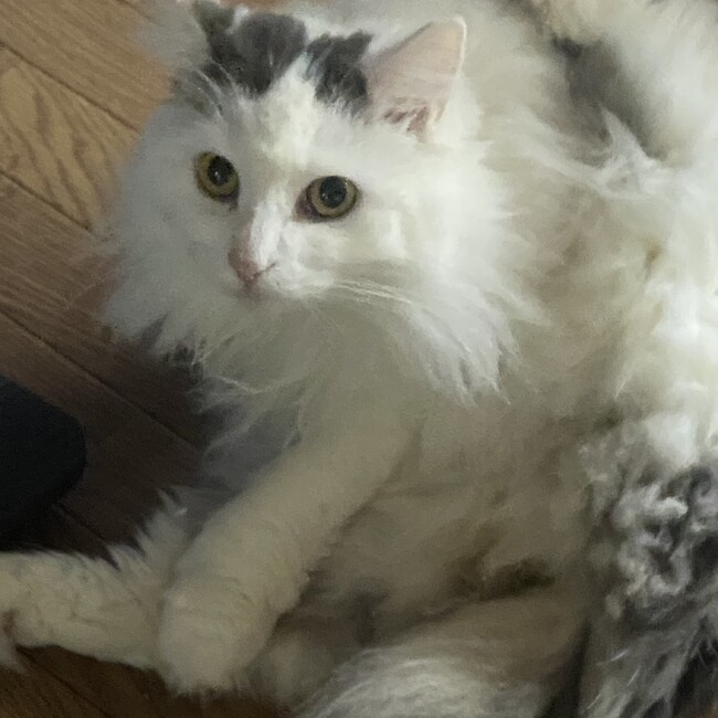 KASUMI..のカバー写真