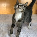 人馴れ度300%  多分遺棄猫