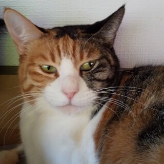 ありがとうございました★三毛猫のみこちゃん