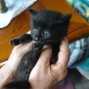 黒猫雑種生後２ヶ月です×4匹です‼️ サムネイル4