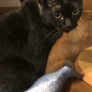 余命一年のお年寄りにより虐待されていた黒猫のチビ