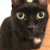 余命一年のお年寄りにより虐待されていた黒猫のチビ サムネイル2