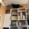 余命一年のお年寄りにより虐待されていた黒猫のチビ サムネイル5