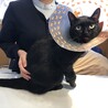 余命一年のお年寄りにより虐待されていた黒猫のチビ サムネイル6