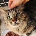 甘えん坊の長毛キジトラちゃん