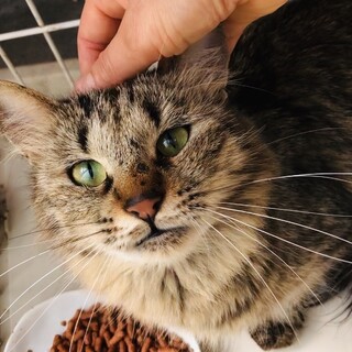 甘えん坊の長毛キジトラちゃん