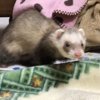 一時保留にさせていただきます。パスバレーフェレット