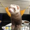 一時保留にさせていただきます。パスバレーフェレット サムネイル2