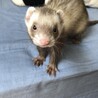 一時保留にさせていただきます。パスバレーフェレット サムネイル3