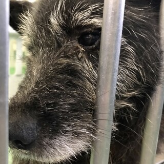 動画・写真を追加／テリア系雑種成犬メス