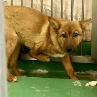 動画・写真を追加／三本脚歩行雑種若いオス