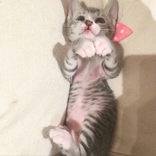 アイドル顔♡グレーキジ女子です♡